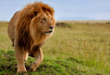Importazione trofei di caccia, interrogazione al ministro Importazione trofei di caccia: leone in Africa