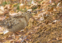 Improcedibile il ricorso sul calendario venatorio dell’Emilia Romagna Improcedibile il ricorso sul calendario venatorio dell’Emilia Romagna: beccaccia tra le foglie autunnali