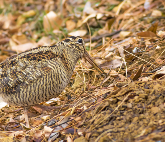 Improcedibile il ricorso sul calendario venatorio dell’Emilia Romagna Improcedibile il ricorso sul calendario venatorio dell’Emilia Romagna: beccaccia tra le foglie autunnali