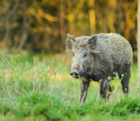 In arrivo il piano straordinario per la gestione della fauna In arrivo il piano straordinario per la gestione della fauna: cinghiale nella foresta