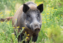 Le prime parole del nuovo commissario alla peste suina africana Le prime parole del nuovo commissario alla peste suina africana: cinghiale