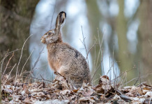 Lepre: come e quando fare i censimenti Lepre come e quando fare i censimenti