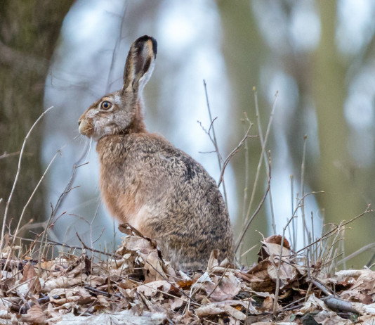 Lepre: come e quando fare i censimenti Lepre come e quando fare i censimenti