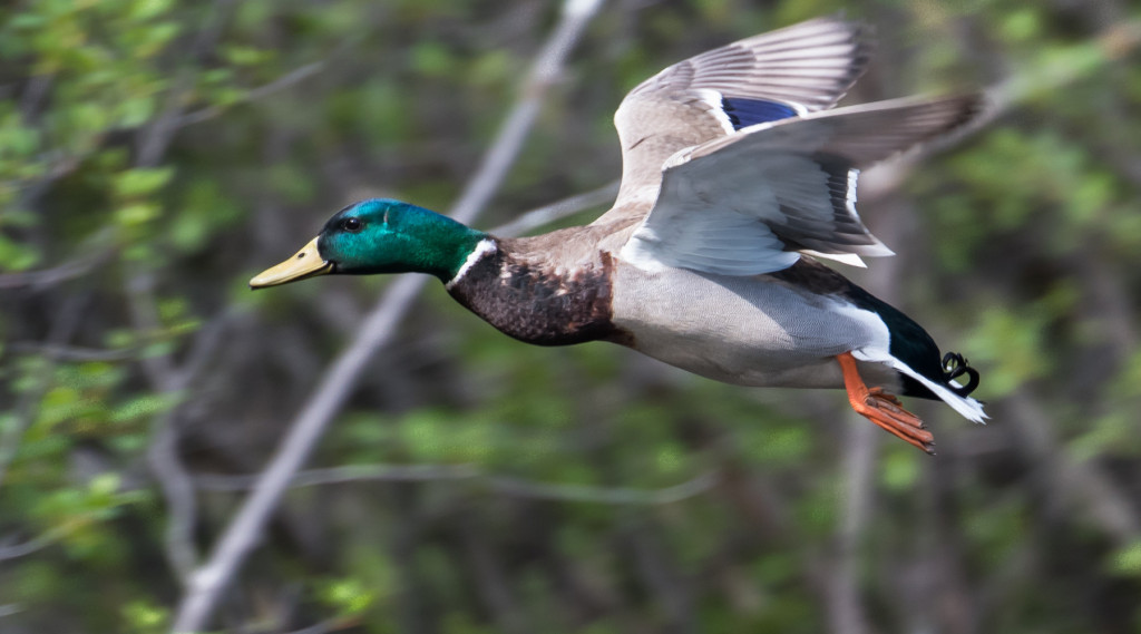 Mappa delle zone umide, governo risponde all’Arcicaccia Caccia Magazine