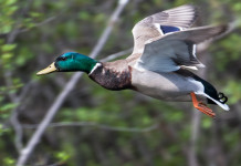 Mappa delle zone umide, governo risponde all’Arcicaccia Mappa delle zone umide: germano reale in volo