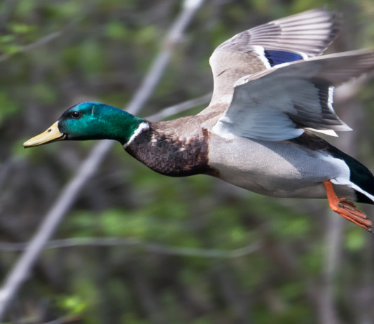 Mappa delle zone umide, governo risponde all’Arcicaccia Mappa delle zone umide: germano reale in volo
