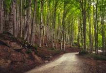Nuovo presidente per Federparchi Nuovo presidente per Federparchi: parco nazionale delle foreste casentinesi