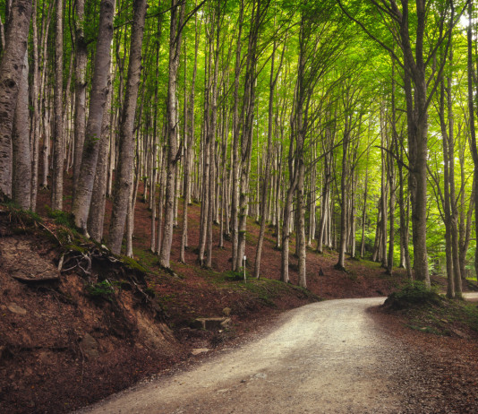 Nuovo presidente per Federparchi Nuovo presidente per Federparchi: parco nazionale delle foreste casentinesi
