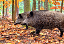 Peste suina africana, consiglio Emilia Romagna approva risoluzione Peste suina africana, consiglio Emilia Romagna approva risoluzione: cinghiali nella foresta autunnale