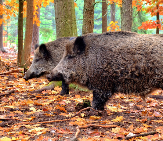 Peste suina africana, consiglio Emilia Romagna approva risoluzione Peste suina africana, consiglio Emilia Romagna approva risoluzione: cinghiali nella foresta autunnale