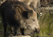 Peste suina africana in Piemonte: la richiesta dell’Anuu Peste suina africana in Piemonte: cinghiale nel fango