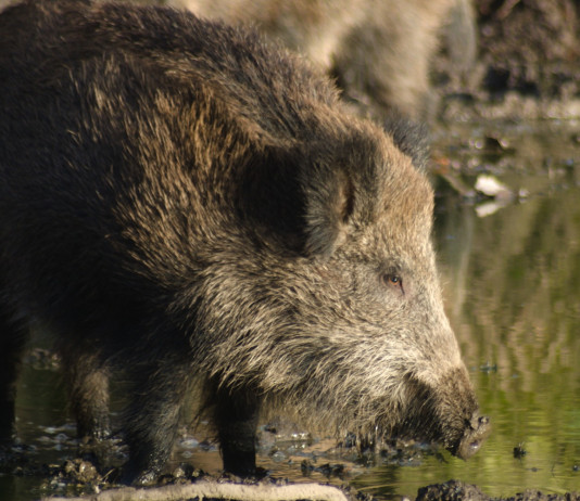 Peste suina africana in Piemonte: la richiesta dell’Anuu Peste suina africana in Piemonte: cinghiale nel fango