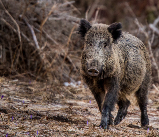 Peste suina africana: s’allarga la zona di restrizione