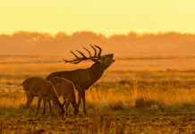 Racconti di caccia: i vincitori del concorso della Fidc Firenze Racconti di caccia: cervo maschio con due femmine