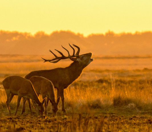 Racconti di caccia: i vincitori del concorso della Fidc Firenze Racconti di caccia: cervo maschio con due femmine