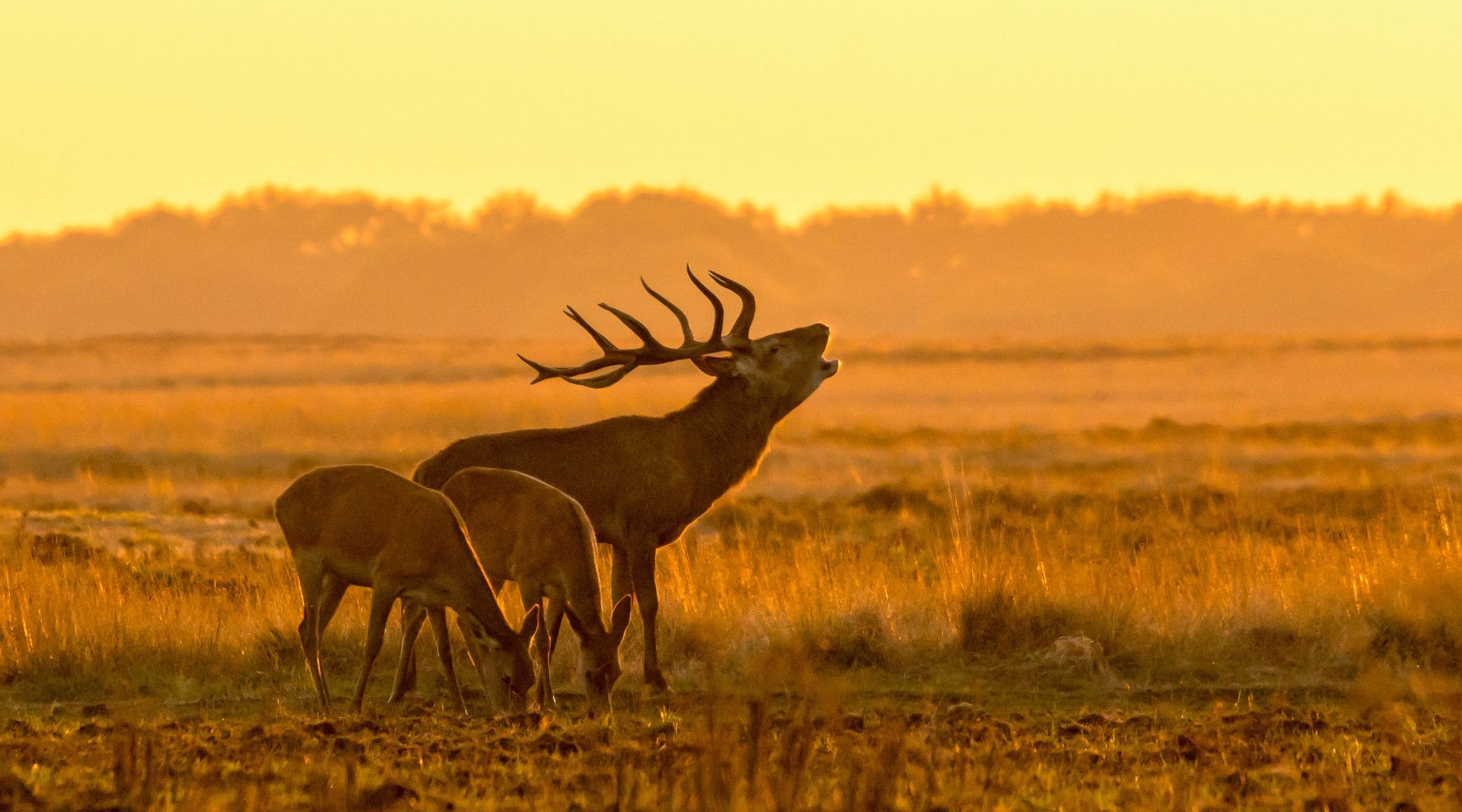 Racconti di caccia: cervo maschio con due femmine