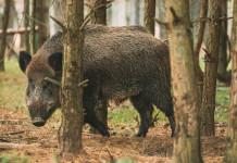 Restrizioni alla caccia in Piemonte, proteste Cia Restrizioni alla caccia in Piemonte: cinghiale nel bosco