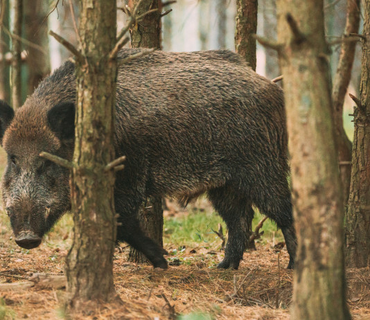 Restrizioni alla caccia in Piemonte, proteste Cia Restrizioni alla caccia in Piemonte: cinghiale nel bosco