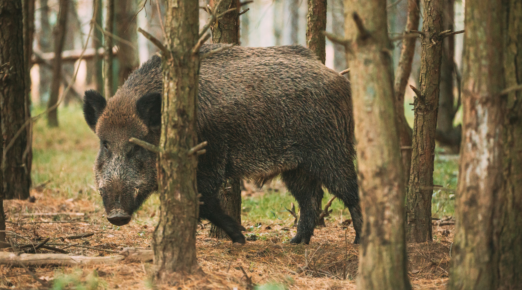 Restrizioni alla caccia in Piemonte: cinghiale nel bosco