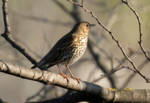 Status giuridico dei richiami vivi, interrogazione al governo Status giuridico dei richiami vivi: tordo bottaccio
