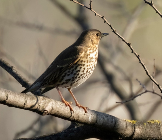 Status giuridico dei richiami vivi, interrogazione al governo Status giuridico dei richiami vivi: tordo bottaccio