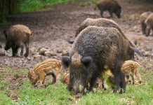 Tesserino venatorio in Emilia Romagna, le valutazioni della giunta Tesserino venatorio in Emilia Romagna: cinghiali adulti e piccoli