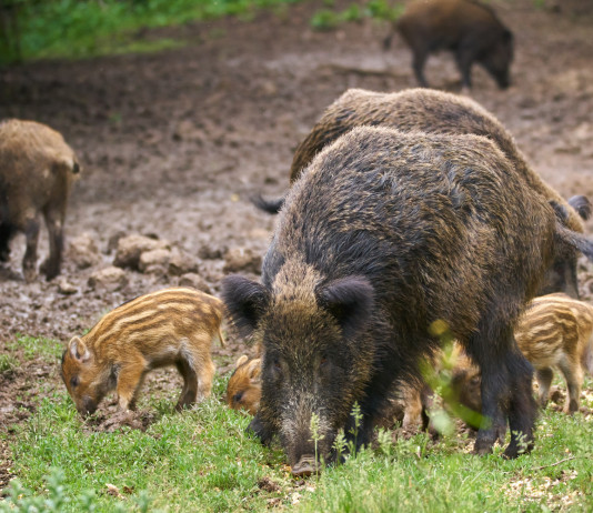 Tesserino venatorio in Emilia Romagna, le valutazioni della giunta Tesserino venatorio in Emilia Romagna: cinghiali adulti e piccoli