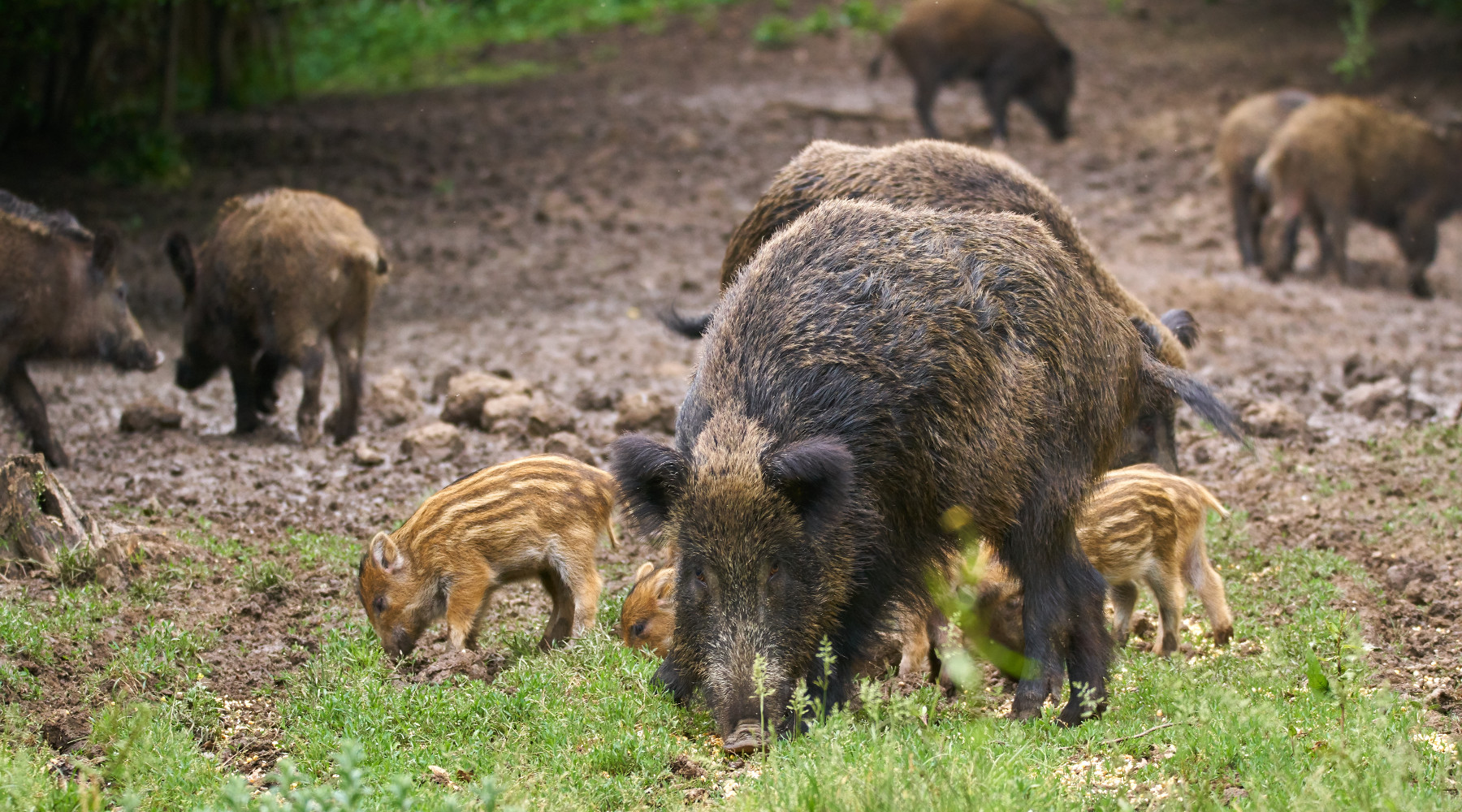 Tesserino venatorio in Emilia Romagna, le valutazioni della giunta Tesserino venatorio in Emilia Romagna: cinghiali adulti e piccoli