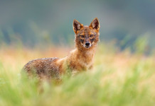 Trovato uno sciacallo dorato nelle Marche Trovato uno sciacallo dorato nelle Marche