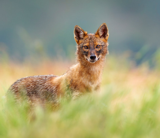 Trovato uno sciacallo dorato nelle Marche Trovato uno sciacallo dorato nelle Marche