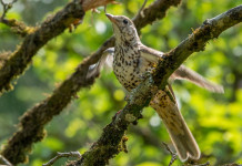 Anelli per richiami vivi in Lombardia: accolto ricorso Lac Anelli per richiami vivi in Lombardia: tordo bottaccio su ramo