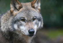 Attacco di lupo a donna a Porcari (Lu) vAttacco di lupo a donna a Porcari (Lu)