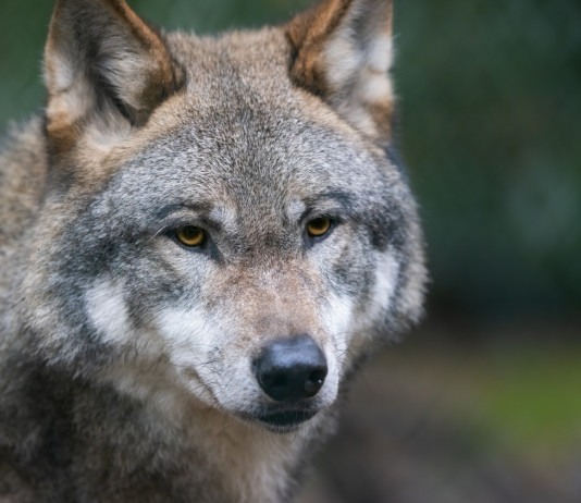 Attacco di lupo a donna a Porcari (Lu) vAttacco di lupo a donna a Porcari (Lu)