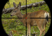 Balistica venatoria: un corso Conarmi online Balistica venatoria un corso Conarmi online