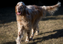 Buona Pasqua con le notizie di caccia più lette Buona Pasqua con le notizie di caccia più lette: setter inglese bianco-arancio