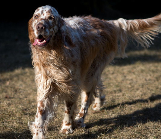 Buona Pasqua con le notizie di caccia più lette Buona Pasqua con le notizie di caccia più lette: setter inglese bianco-arancio