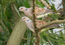 Caccia alla tortora, le anticipazioni dell’Arcicaccia Caccia alla tortora, le anticipazioni dell’Arcicaccia