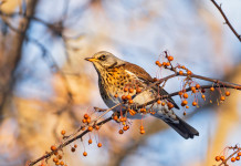 Caccia sui valichi montani: ricorso accolto Caccia sui valichi montani: cesena su ramo d'albero