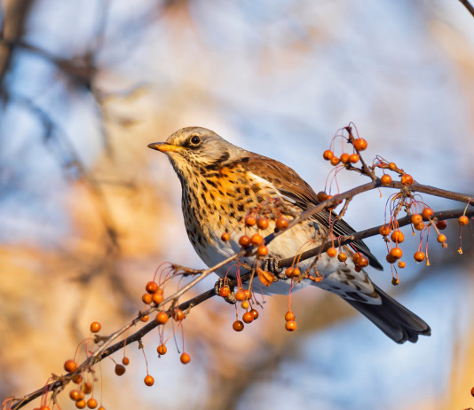 Caccia sui valichi montani: ricorso accolto Caccia sui valichi montani: cesena su ramo d'albero