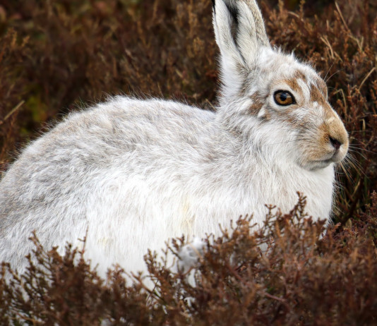 Calendario venatorio Valle d’Aosta, le indicazioni su pernice bianca e lepre variabile Calendario venatorio Valle d’Aosta: lepre variabile