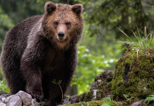 Orsi in Trentino, catturata Jj4 Catturata l’orsa Jj4