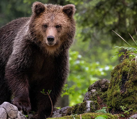 Orsi in Trentino, catturata Jj4 Catturata l’orsa Jj4