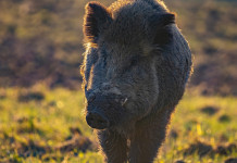 Comitato faunistico-venatorio nazionale, rinviato esame decreto Comitato faunistico-venatorio nazionale: cinghiale nel bosco