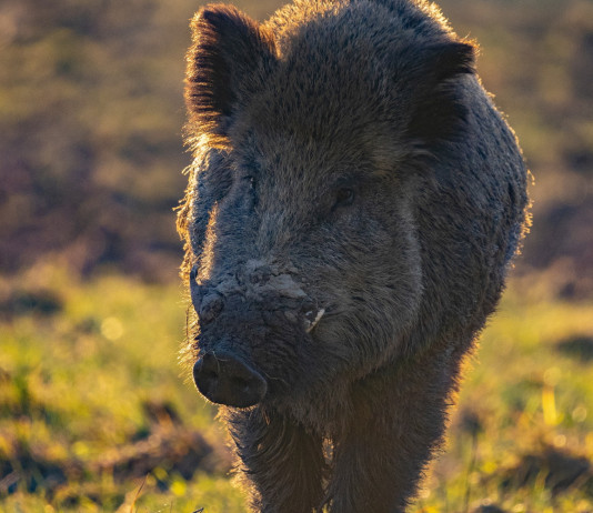 Comitato faunistico-venatorio nazionale, rinviato esame decreto Comitato faunistico-venatorio nazionale: cinghiale nel bosco
