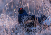 Convocata la 57ª assemblea Uncza Convocata la 57ª assemblea Uncza: fagiano di monte, gallo forcello