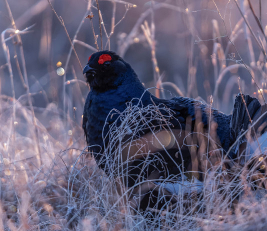 Convocata la 57ª assemblea Uncza Convocata la 57ª assemblea Uncza: fagiano di monte, gallo forcello