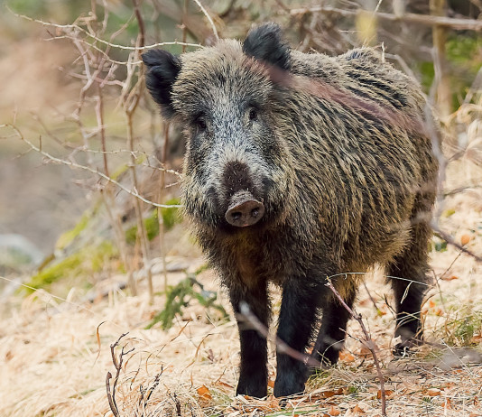 Firmata nuova ordinanza sulle misure contro la peste suina africana Firmata nuova ordinanza sulle misure contro la peste suina africana