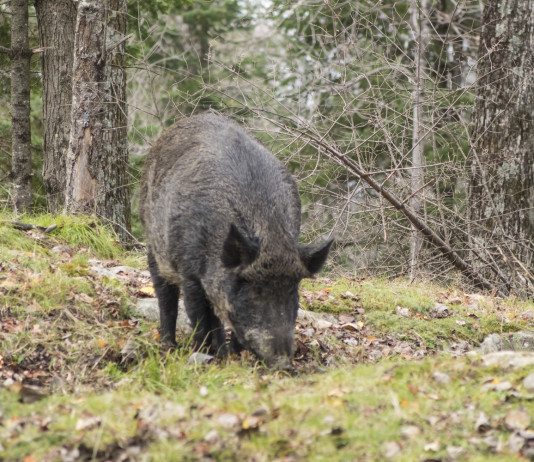 Gestione del cinghiale, dossier alla Camera Gestione del cinghiale
