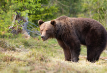 Grandi predatori, la richiesta dell’Alto Adige Grandi predatori, la richiesta dell’Alto Adige: orso nel bosco