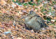 Key concept per la migratoria, l’intervento dell’Arcicaccia Key concept per la migratoria: beccaccia nel bosco, tra le foglie autunnali